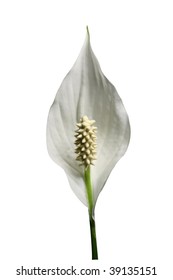 Peace Lilly Lilly On White Background