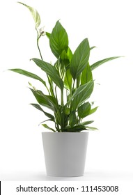 Peace Lilly A Potted Plant Isolated On White