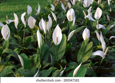 Peace Lily