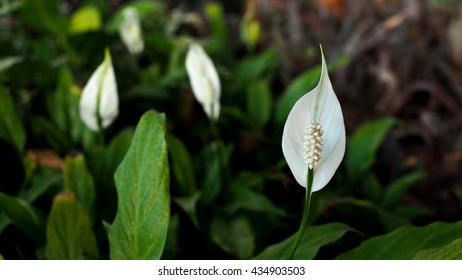 Peace Lily