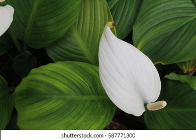 Peace Lily