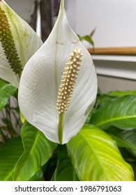 Peace Lily (also Known As  White Sails And Spathe Flower) Is A Species Of Peace Lillies (Spathiphyllum) And Belongs To The Family Of Arum