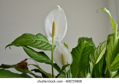 Peace Lily Flower