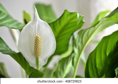 Peace Lily Flower