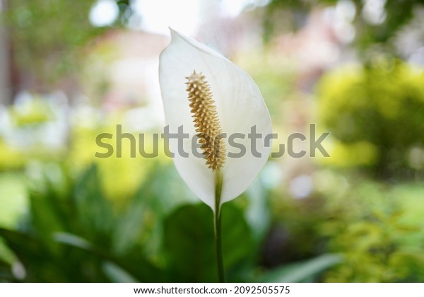 Peace lily flower at the park.\
Peace lily flower or Spathiphyllum cochelearispathum is a plant\
species of the genus Spathiphillum  naive to southern\
Mexico.