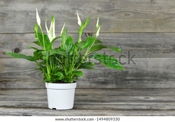 Peace lily flower\
in pot on wooden\
background