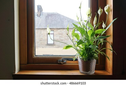 Peace lily in the house beside the window - Powered by Shutterstock