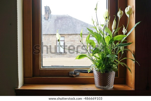 Peace lily in the\
house beside the window