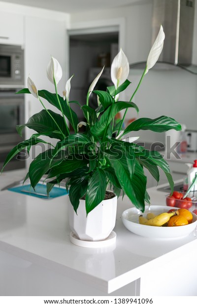 Peace lily house plant kitchen\
