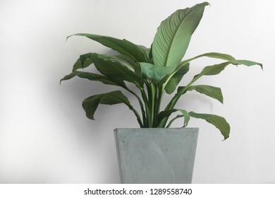 Peace Lily Plant