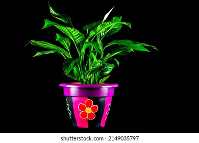 Peace Lily Plant In A Brightly Painted Plant Pot Isolated Against A Black Background