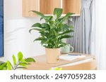 Peace Lily in a self-watering pot, perfect for decorating study desks and workspaces. Ideal indoor plant, easy to care for, adds elegance and freshness.