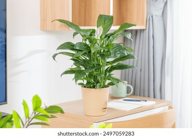 Peace Lily in a self-watering pot, perfect for decorating study desks and workspaces. Ideal indoor plant, easy to care for, adds elegance and freshness. - Powered by Shutterstock