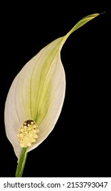 Peace Lily - Spathiphyllum Wallisii