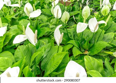 Peace Lily - Spathiphyllum Wallisii.