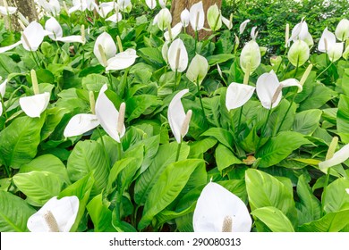 Peace Lily - Spathiphyllum Wallisii.