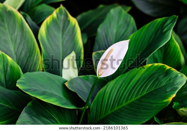 The Peace Lily (Spathiphyllum wallisii) flowers are\
produced in a spadix, surrounded by a spathe (modified leaf).\
Spathe is white when newly opened and turns green and then brown\
with age.   