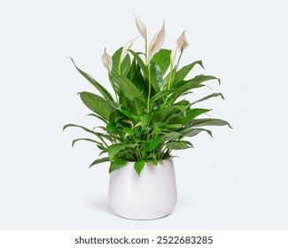 Peace Lily (Spathiphyllum) in a white ceramic pot, ideal for desks or small spaces. Its elegant white blooms and green leaves add a touch of nature to indoor decor. - Powered by Shutterstock