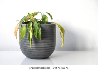 Peace lily (Spathiphyllum) with withering and drooping leaves which needs water. Common houseplant with green leaves. Plant in a gray pot, isolated on a white background. Landscape orientation. - Powered by Shutterstock