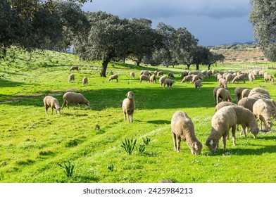 Peace in the Meadow: Merino Sheep Flock under Threatening Skies. - Powered by Shutterstock