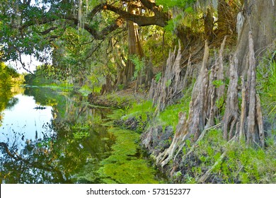 Peace River In Florida