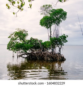 Peace River At Punta Gorda And Port Charlotte, Florida