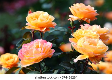 Peace Rose Images Stock Photos Vectors Shutterstock