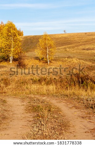 Peaceful autumn landscape with birch trees in a light breeze on a upland and a field sandy road.