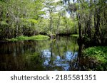 Peaceful back waters of the Waccamaw river 