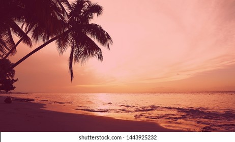 Peaceful Background Of Perfect Seashore For Summer Vacation Exotic Summer Sunrise. Tropical Beach Sunrise. Sunset Palm Trees, Waves, Sea Clouds. Beautiful Pink Sunset Sand Beach Paradise Island. 