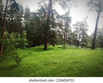 Peaceful Bright Green Nature Lanscape 