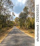 Peaceful Countryside Road Through Forest in Daylight