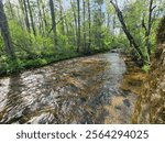 Peaceful creek in the woods.