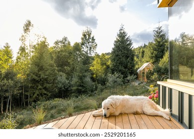 A peaceful dog resting on a wooden deck in the countryside. The surrounding trees and a distant greenhouse create a serene, natural environment, enhanced by soft, golden light. - Powered by Shutterstock