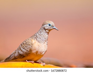 Peaceful Dove, Waiting To Have A Drink Of Water At Cossack, Western Australia. Peaceful Doves Are Small And Timid Birds. They Eat Seeds Off The Ground.