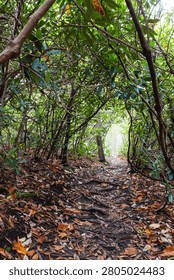 A peaceful earthen path winds through a dense tunnel formed by interwoven rhododendron branches and a floor covered in colorful autumn leaves, inviting hikers to explore the quiet forest trail.