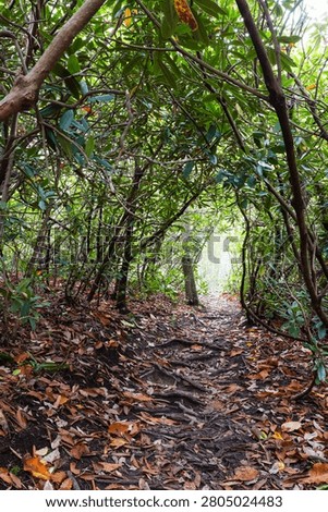 A peaceful earthen path winds through a dense tunnel formed by interwoven rhododendron branches and a floor covered in colorful autumn leaves, inviting hikers to explore the quiet forest trail.