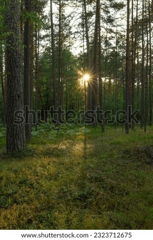 A peaceful evening in the forest. The sun's rays shine through the pine trunks and mysteriously illuminate the eagle ferns. Relaxation in nature. Walking on nature trails. Latvia