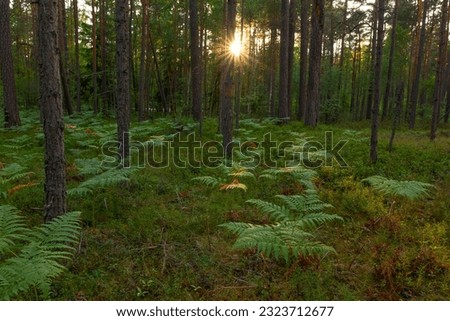 A peaceful evening in the forest. The sun's rays shine through the pine trunks and mysteriously illuminate the eagle ferns. Relaxation in nature. Walking on nature trails. Latvia