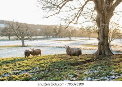 Peaceful Farm Winter Scene With Sheep. Backlight Soft Sunset Light