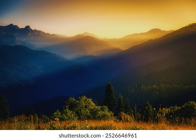 A peaceful forest bathed in sunlight, with tall trees, vibrant greenery, and a gentle stream flowing through. Birds chirp softly, creating a serene and calming atmosphere. - Powered by Shutterstock