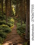 Peaceful forest path between tall trees in soft natural light. Atmospheric woodland scene symbolizing calm, hiking, relaxation and connection with nature.