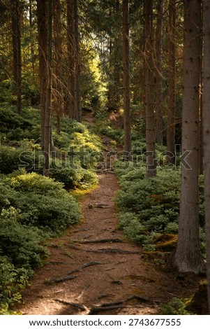 Peaceful forest path between tall trees in soft natural light. Atmospheric woodland scene symbolizing calm, hiking, relaxation and connection with nature.
