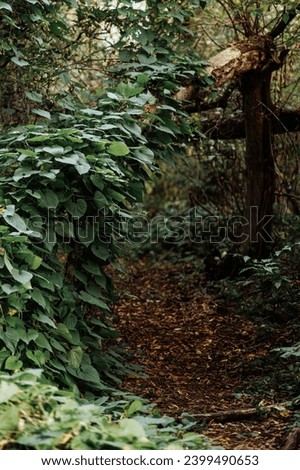Peaceful forest path covered in fallen leaves, surrounded by green foliage. Tall trees and diffused light create a serene setting. Concept: Natures tranquility. Copy space available.