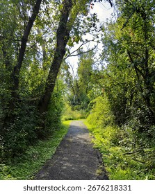Peaceful forest path surrounded by lush green trees and sunlight filtering through leaves, creating a tranquil and scenic outdoor nature trail.
