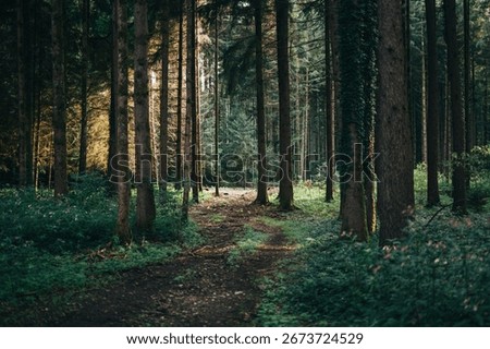 Peaceful forest path through dense coniferous woods with tall pine trees and natural hiking trail adventure