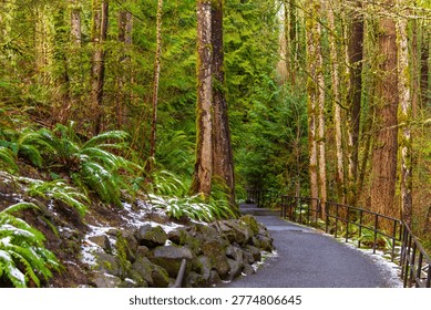 A peaceful forest path winds gently through a dense woodland, lined with tall trees covered in moss and vibrant green foliage. Ferns blanket the forest floor, lightly dusted with patches of snow that hint at a cool, quiet morning. The paved trail, bordered by a simple railing and natural stone edges, invites a calm and reflective walk through this serene, untouched landscape.