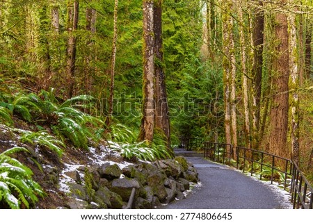 A peaceful forest path winds gently through a dense woodland, lined with tall trees covered in moss and vibrant green foliage. Ferns blanket the forest floor, lightly dusted with patches of snow that hint at a cool, quiet morning. The paved trail, bordered by a simple railing and natural stone edges, invites a calm and reflective walk through this serene, untouched landscape.