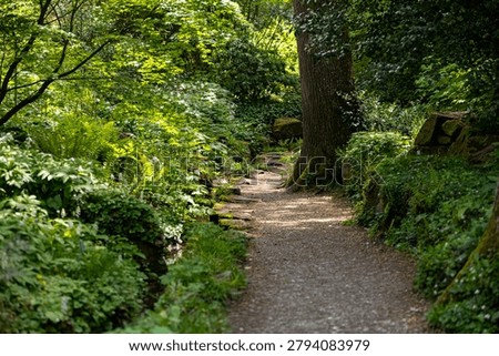 Peaceful forest pathway surrounded by lush greenery, suitable for wellness, mindfulness, mental health, forest bathing and stress recovery concepts, featuring natural light, tranquil atmosphere and immersive nature environment