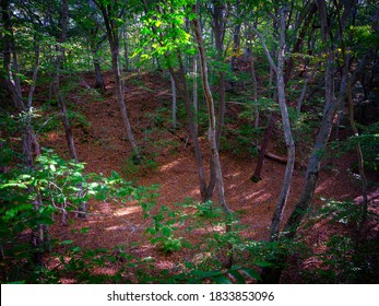 Peaceful Forest Place With Young And Old Beech Trees On Cape Cod In Autumn 